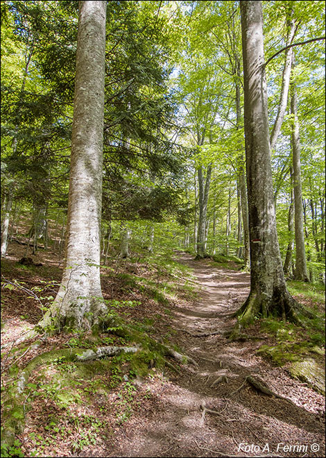 La foresta di Badia Prataglia