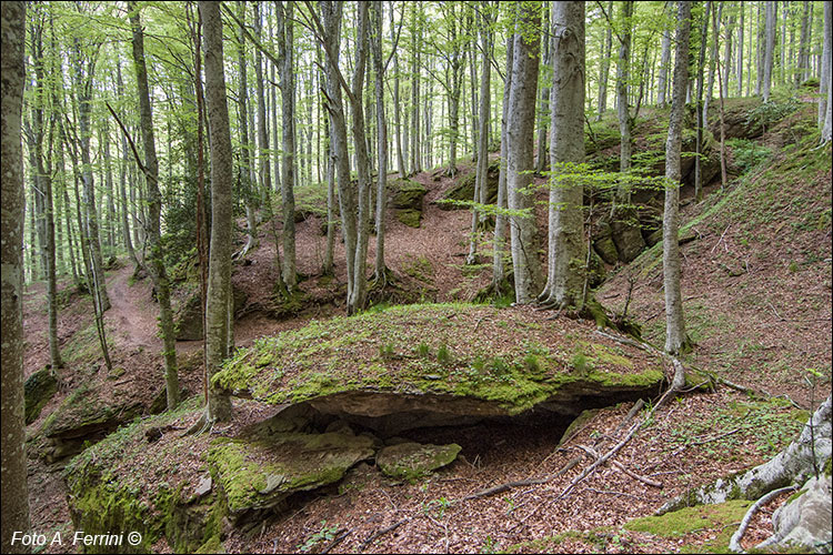 Foresta di Fiume d’Isola