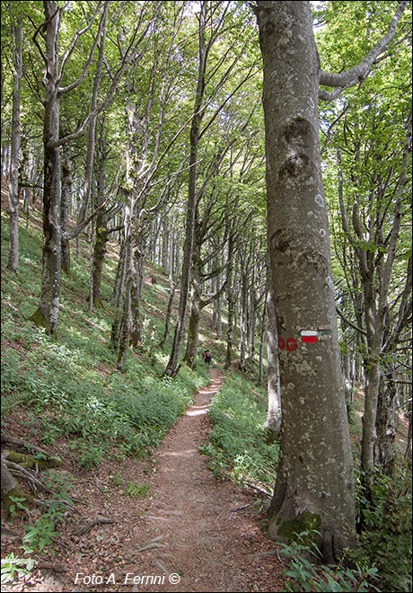 Sul versante di Monte Cucco