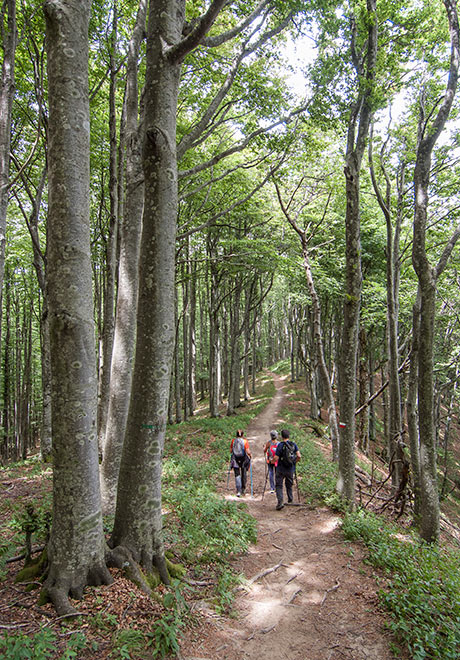 Sul versante di Monte Cucco