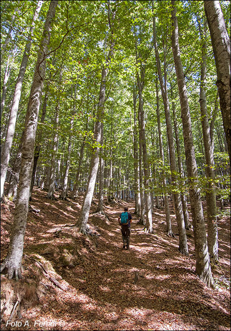 Da Campo dell’Agio a Passo dei Cerrini