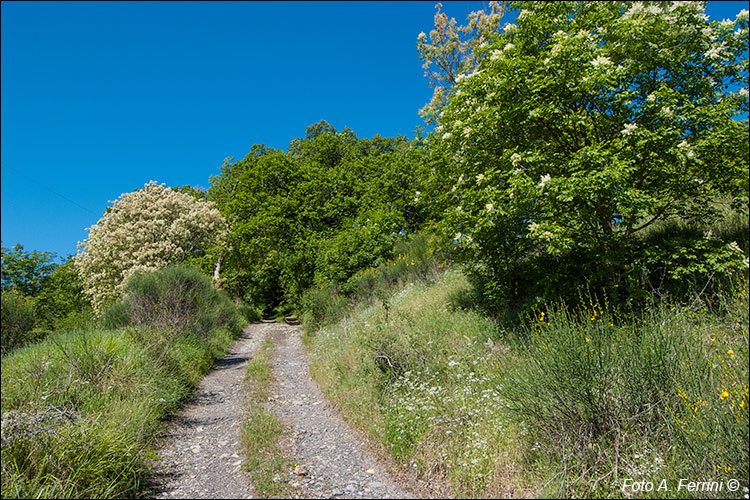 Vecchia Strada della Crocina