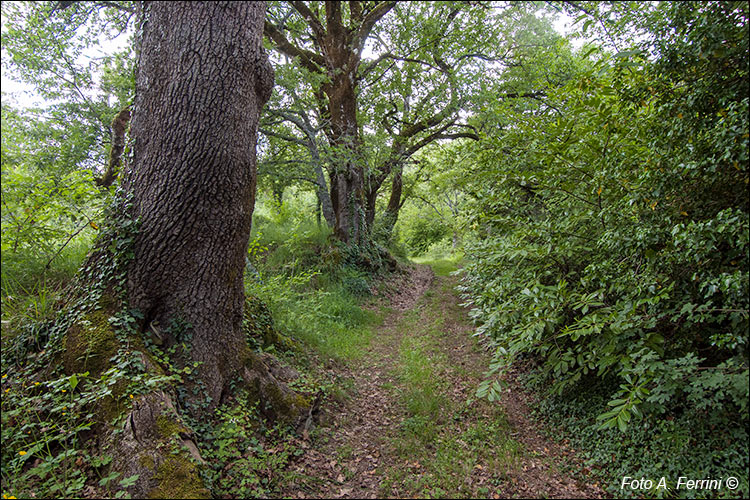 Vecchia Strada della Crocina