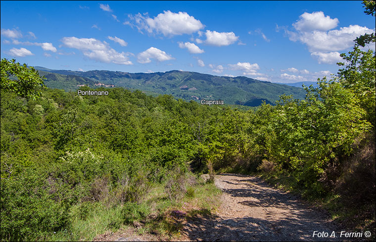 Panorama Pontenano e Capraia