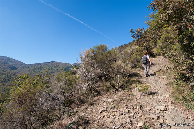 Coste del Picchio