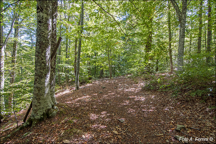 Selva della Badia