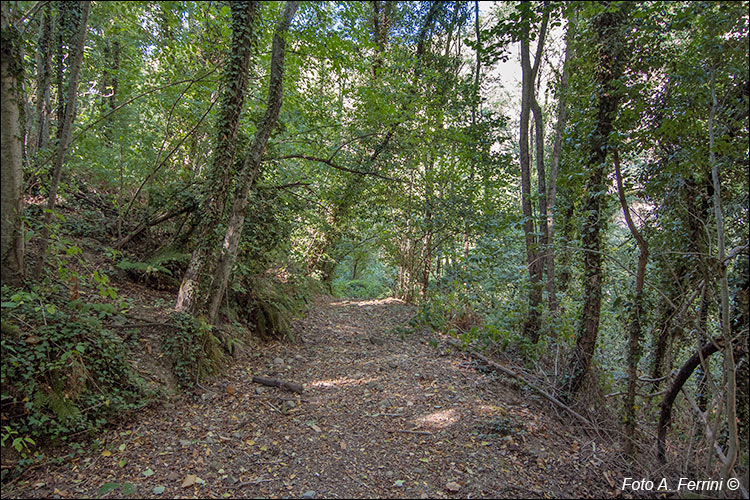 Verso il Ponte di Sasso