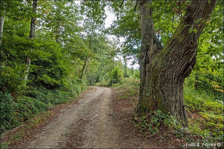 Strada per Capraia