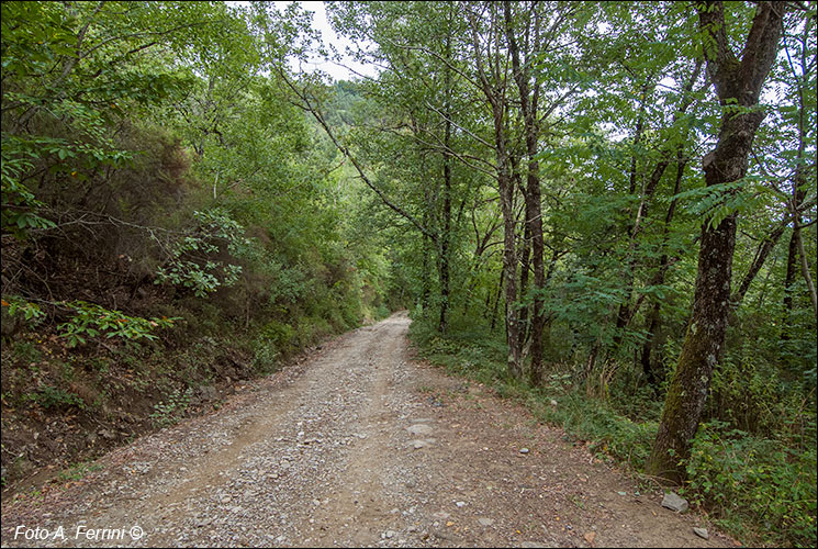 Strada per Capraia