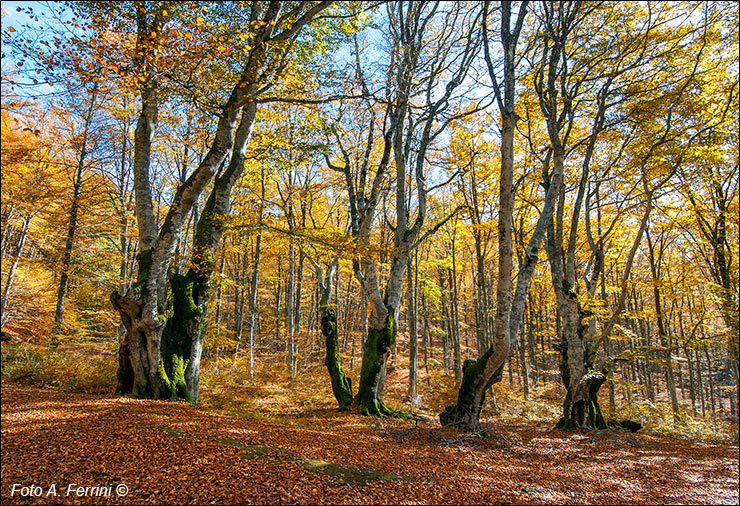 Foliage nell’Alpe di Catenaia