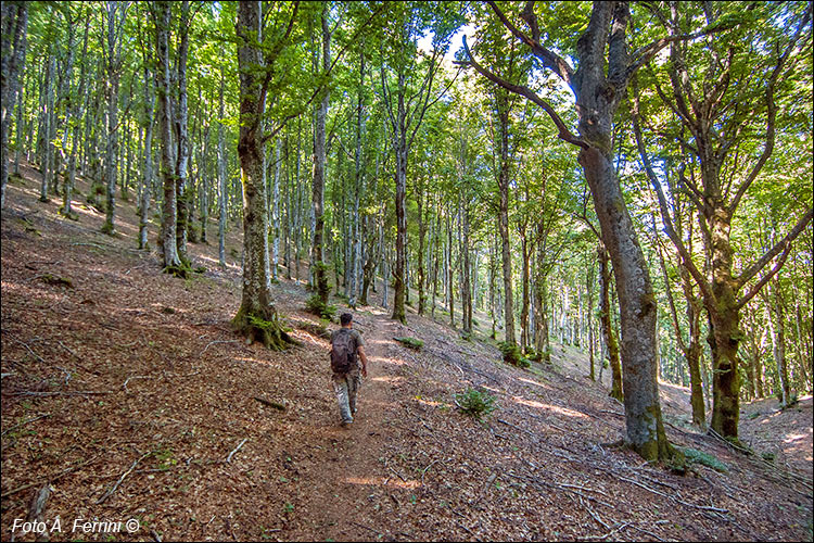 Sentiero per la Casa del Vaccaio