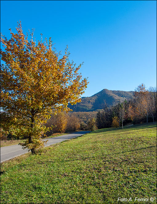 Monte Acuto, Talla