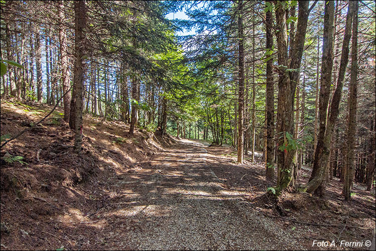 Strada per Capraia