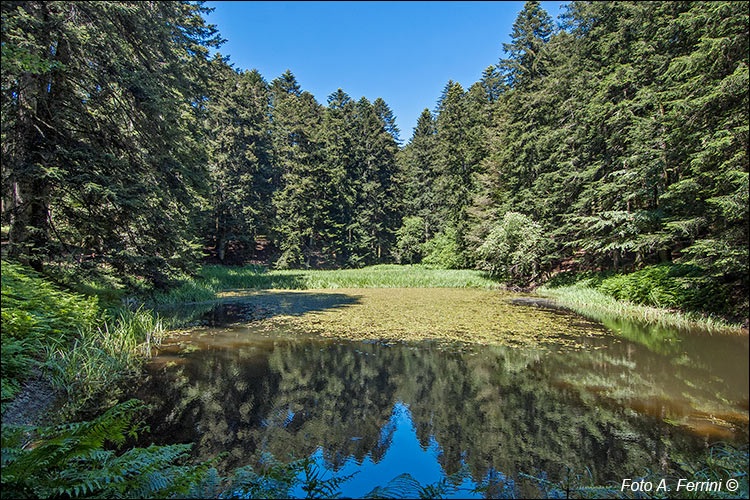 Laghetto Traversari, Camaldoli