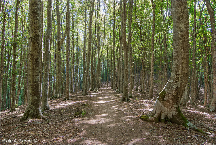 Foresta del Cotozzino