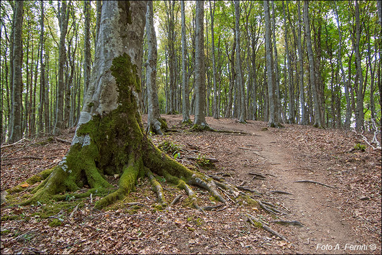 Foresta del Cotozzino