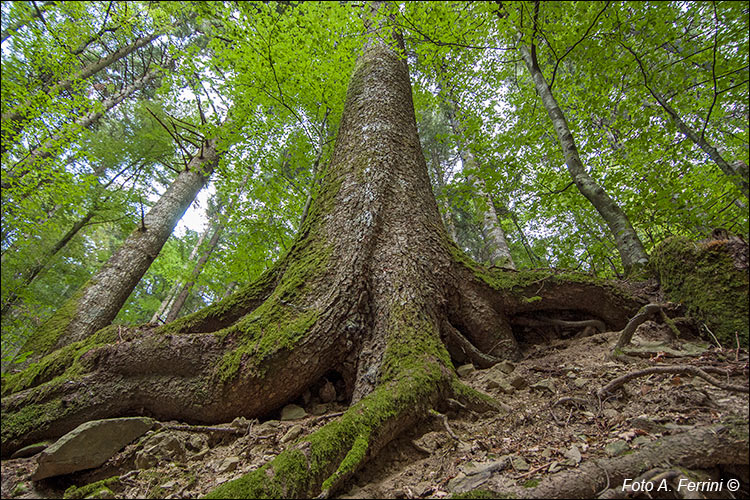 Radici di abeti in foresta