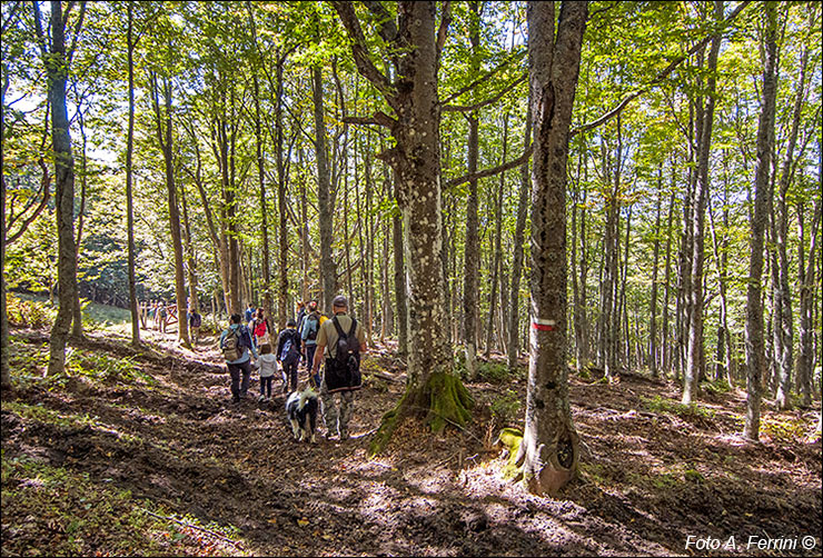 Percorsi in foresta