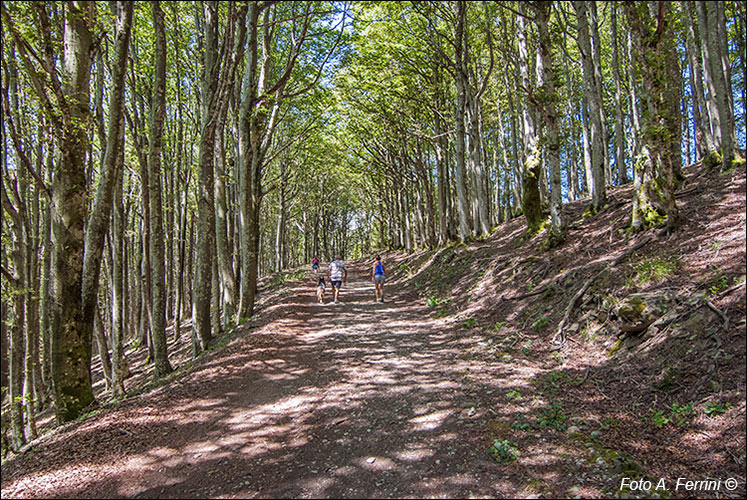 La Giogana, Foreste Casentinesi