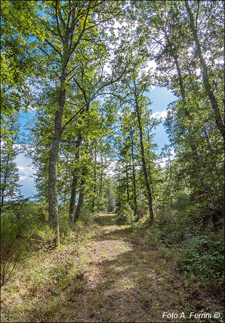 Strada di transumanza