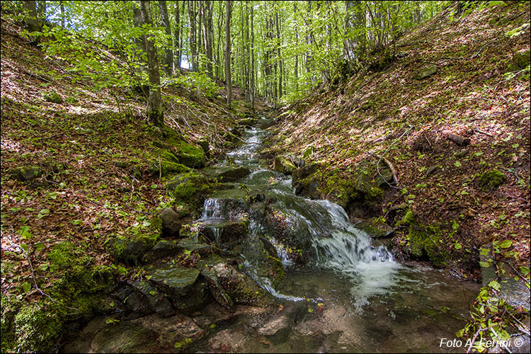 Torrente Teggina 