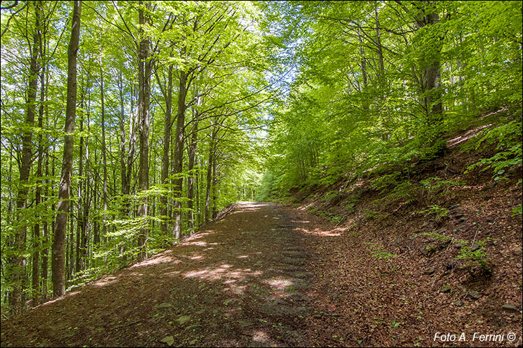 Strade forestali in Pratomagno 