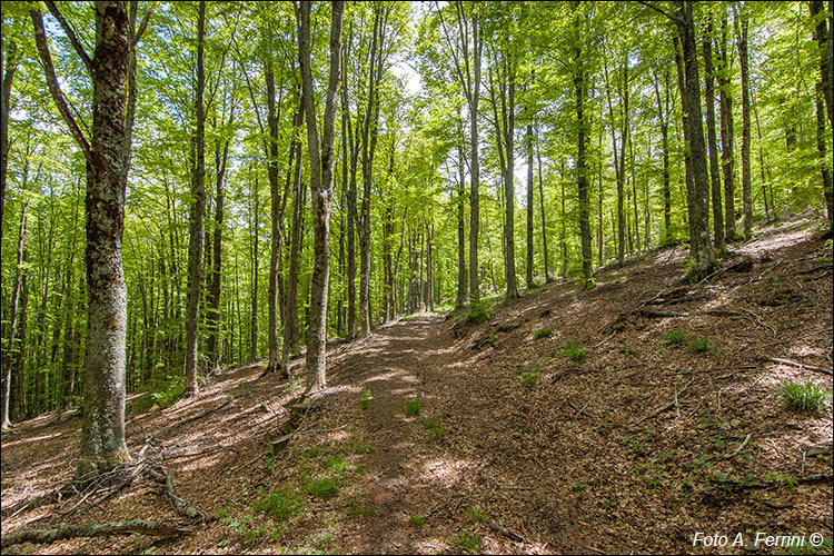 Piste forestali in Pratomagno 