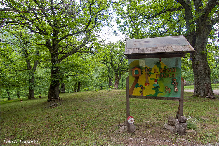 Bosco Magico, Trappola