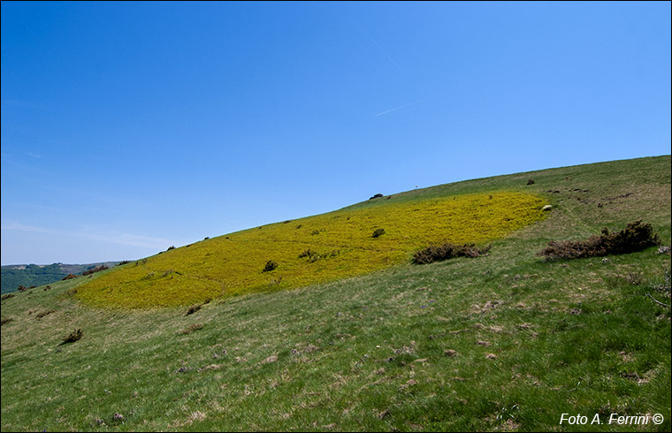 Uomo di Sasso, Pratomagno