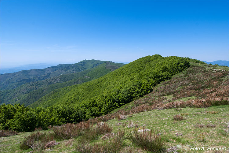 Foresta di Sant'Antonio