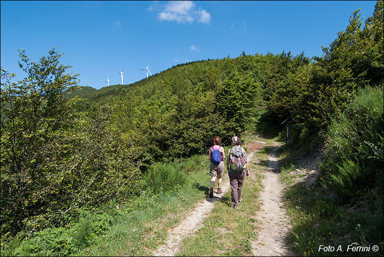 Foresta di Sant’Antonio